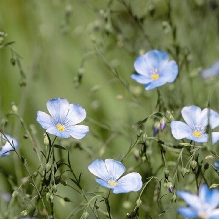 Ontdek de Top 5 Vaste Planten voor een Prachtige Tuin