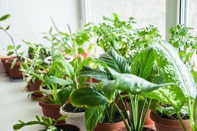 Koele en zuiverende kamerplanten (Kamerplanten)