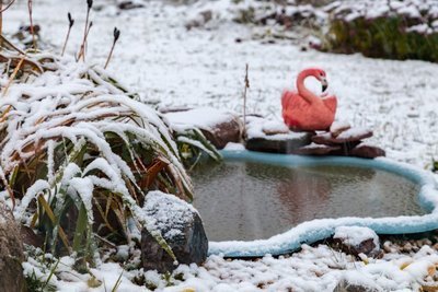 Tips voor de vijver in de winter (Vijver)