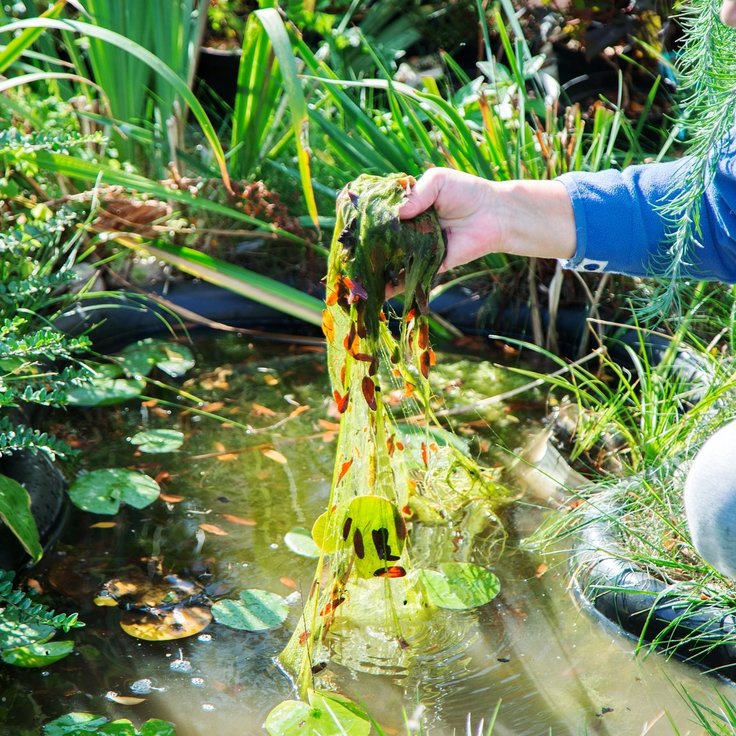 Vijver schoonhouden: 3 essentiële tips