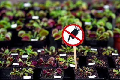 Woonplant augustus: Vleesetende planten (Uitgelicht: woonplanten)