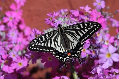 Tips voor vlinders in je tuin (Dieren in de tuin)