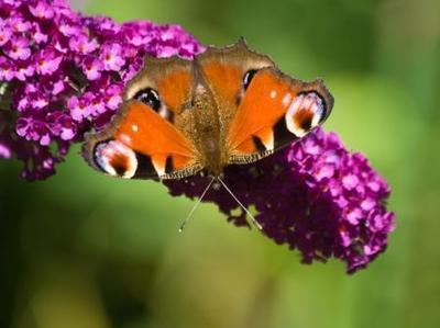 Een vlindertuin inrichten (Deel 2) (Dieren in de tuin)