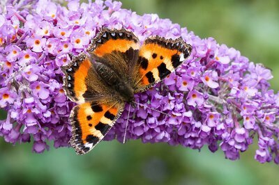 Must-have voor in de tuin: hortensia’s en vlinderstruiken (Uitgelicht: tuinplanten)