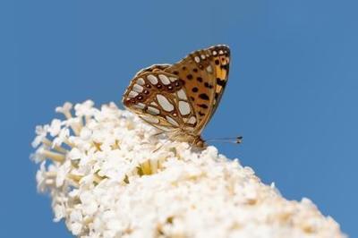 Een vlindertuin inrichten (Deel 1) (Dieren in de tuin)