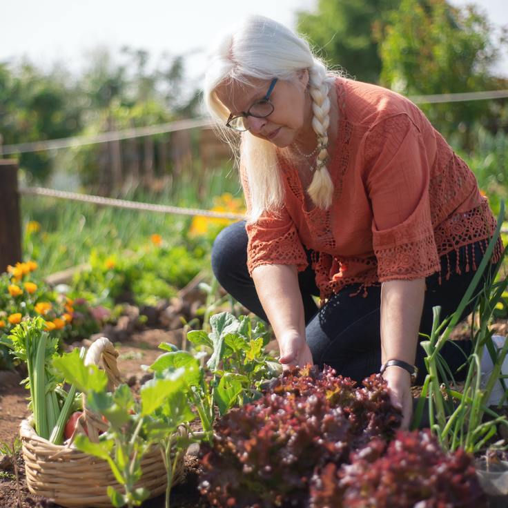 De beste houtsoorten voor moestuinbakken