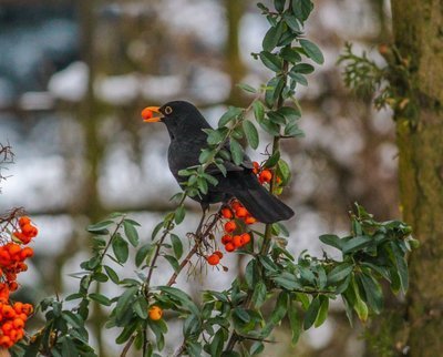 Tuinplant oktober: Vuurdoorn (Uitgelicht: tuinplanten)