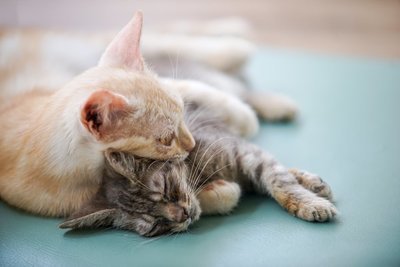 Wereld Kattendag (Huisdieren)