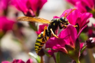 Een wespensteek vermijden (Dieren in de tuin)