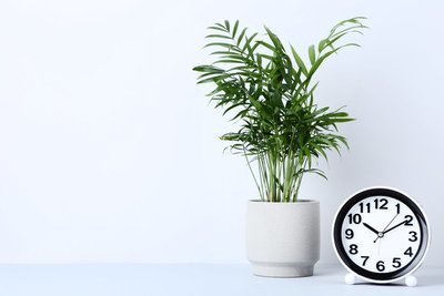 Zomertijd of wintertijd? De planten weten het wel… (Tuinnieuws)