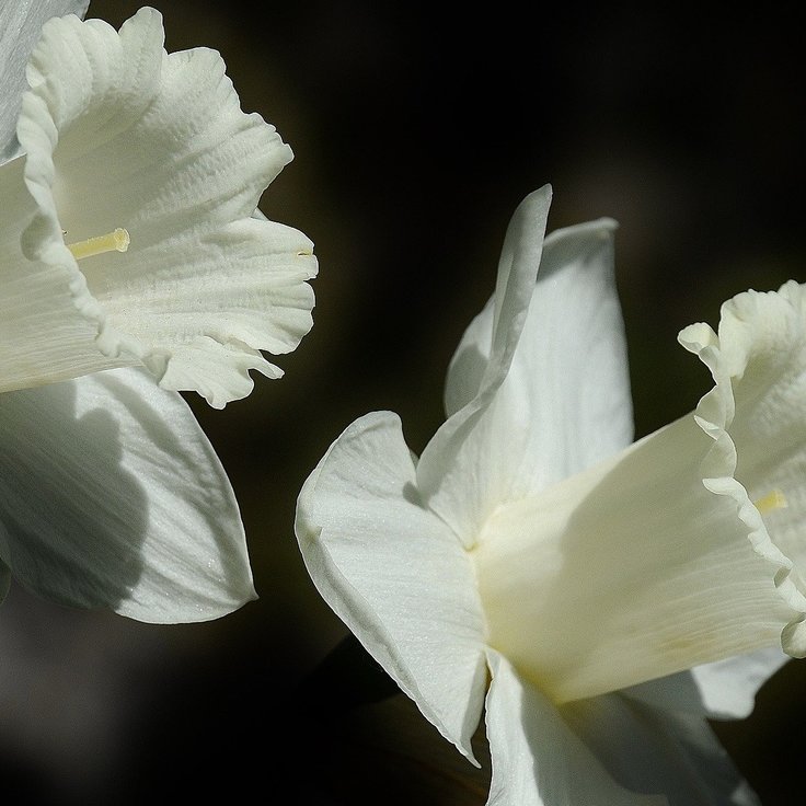 Ontdek de Schoonheid van Witte Narcissen