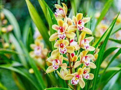 Woonplant oktober: Cymbidium (Uitgelicht: woonplanten)