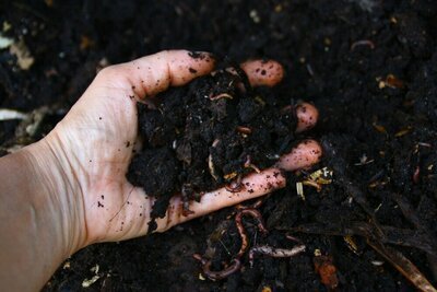 De wonderlijke wereld in de composthoop (Voedingsstoffen in de tuin)