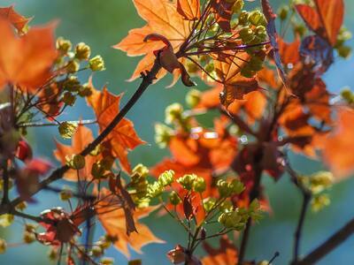 Je tuinplanten bestellen - do or don’t? (Tuinieren)