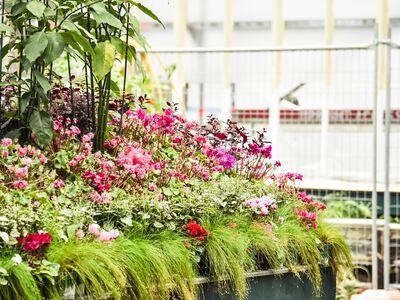 Urban jungle tuintrend 2020 (Tuinnieuws)