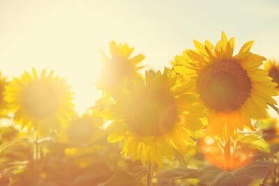 Zomer bloemen van dit moment (Tuinnieuws)