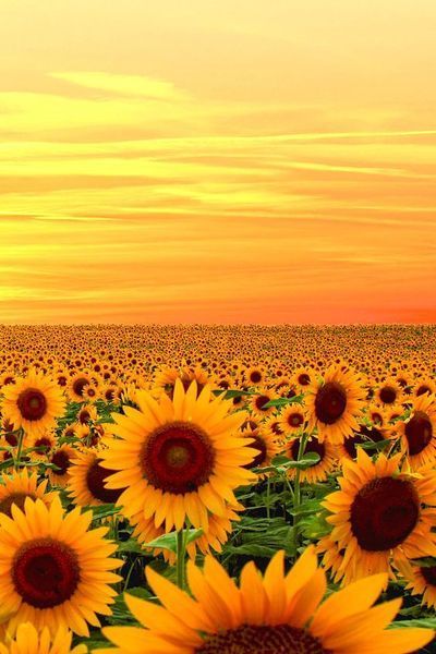 Zomer is voor… Zonnebloemen! (Tuinnieuws)