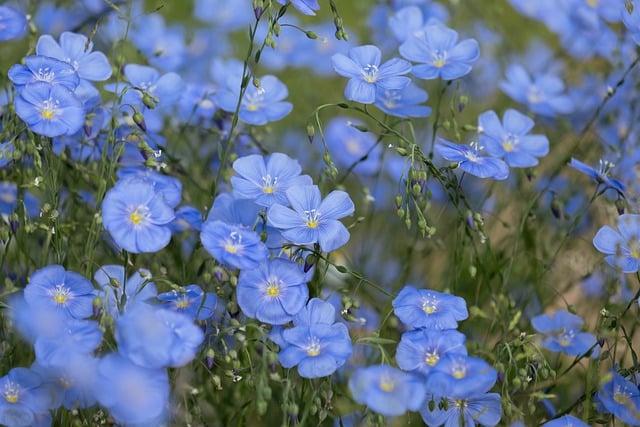 Blue perennials