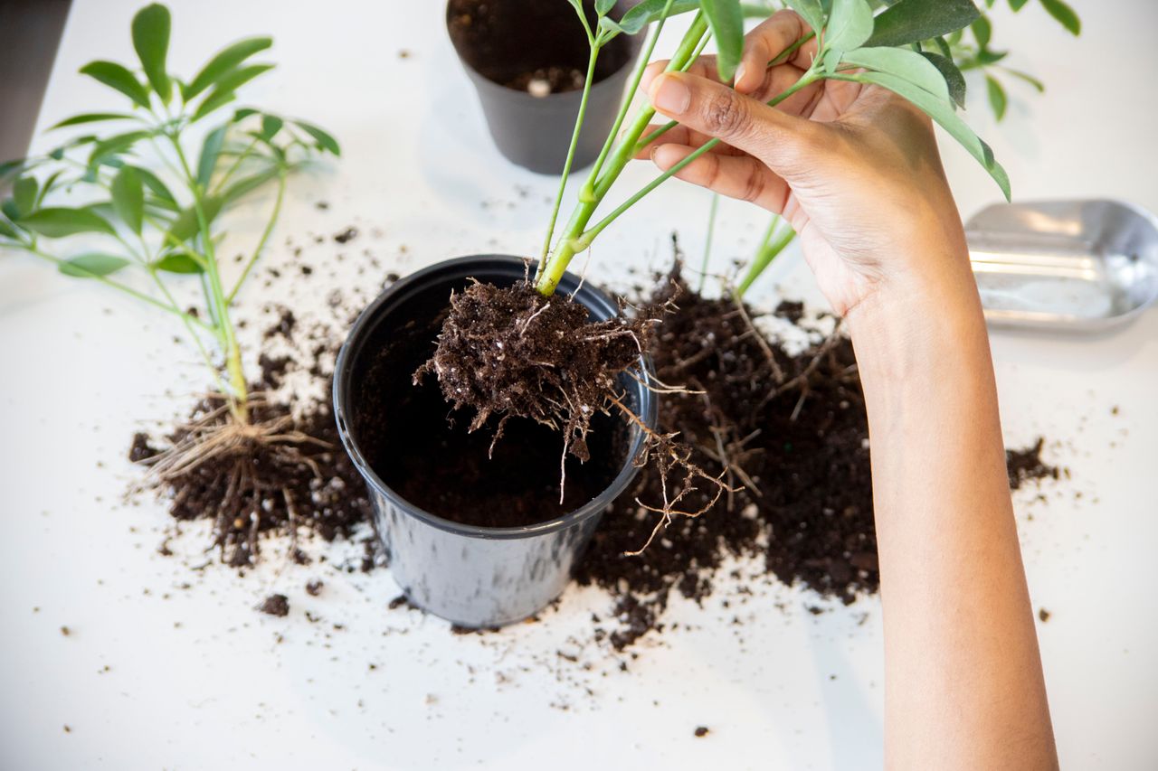Check Root Rot - Gardencentreguide.co.uk