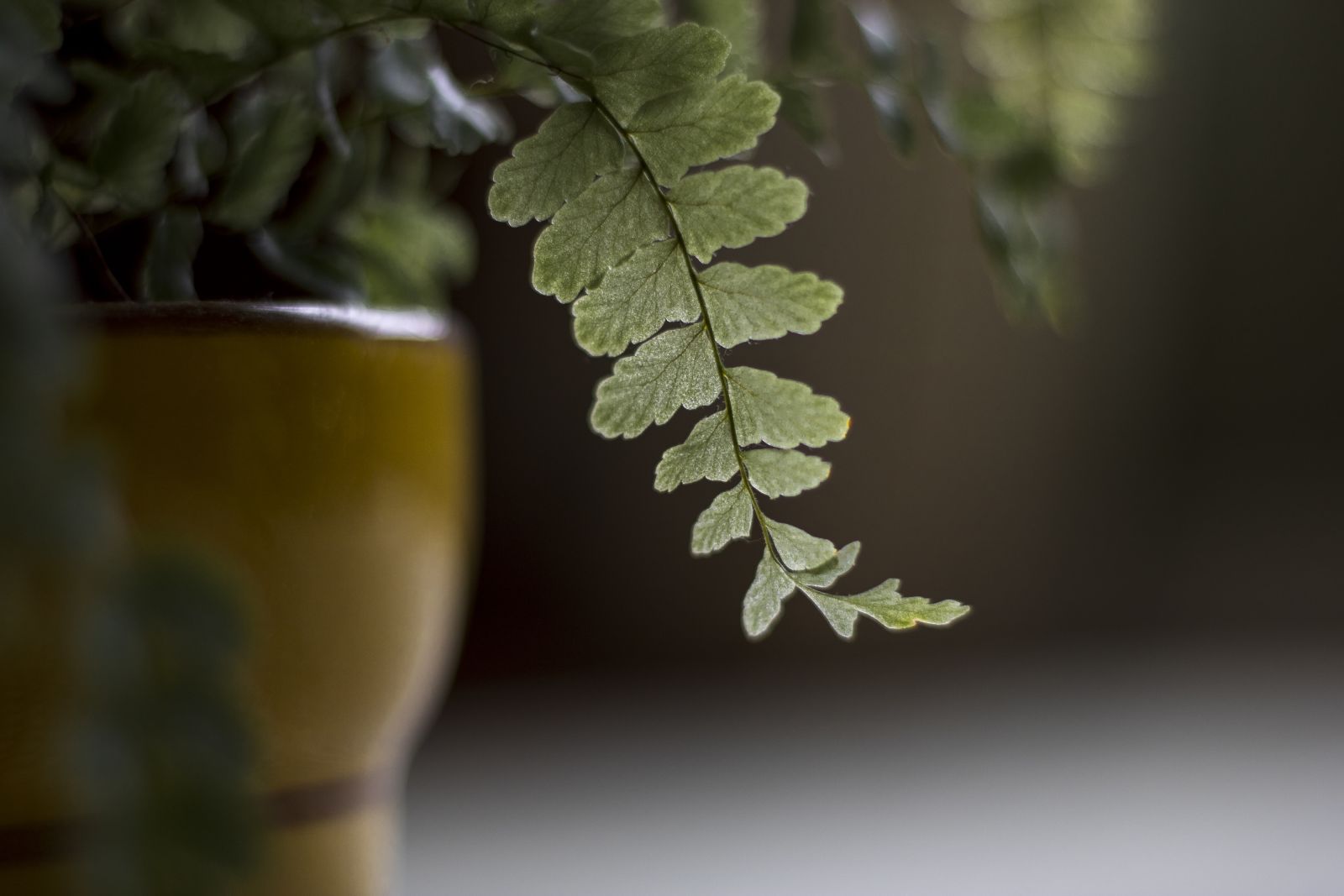 closeup-shot-leaves-plant-bowl