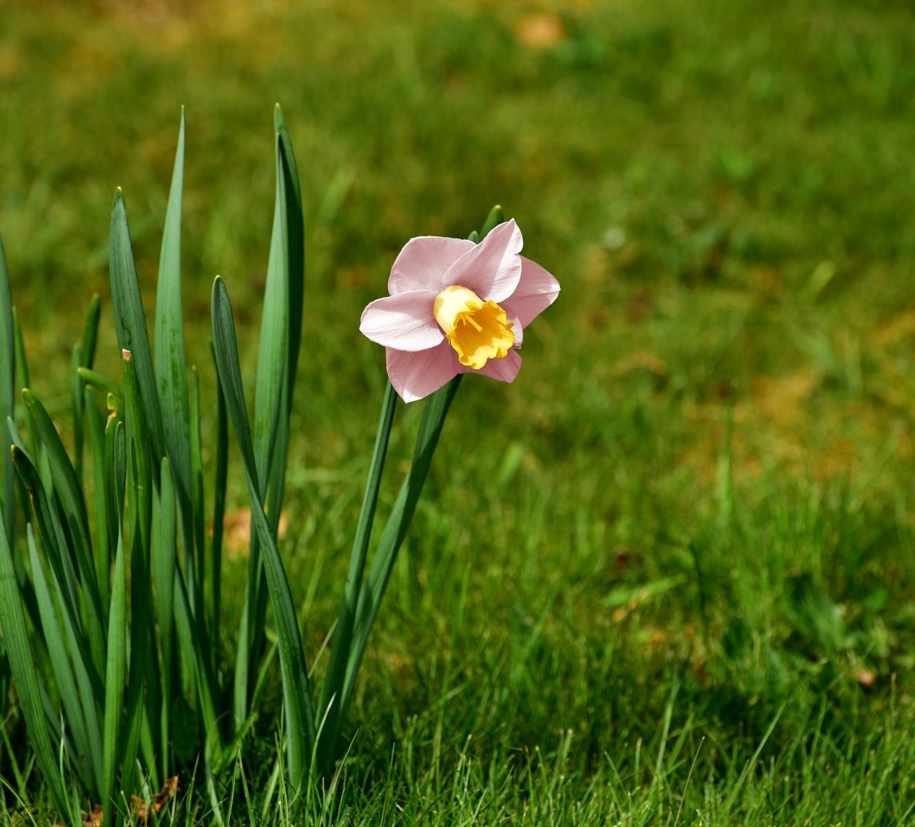 Een roze narcis