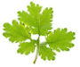 Logo Bekamp's Hoveniersbedrijf