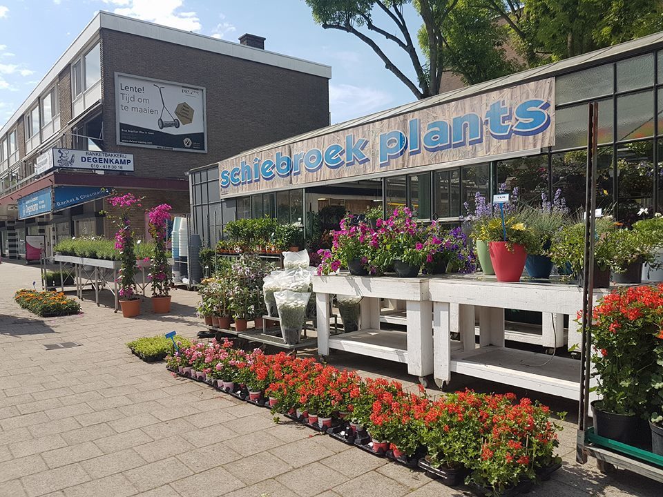 Tuincentrumnl Online planten kopen voor tuin amp huiskamer