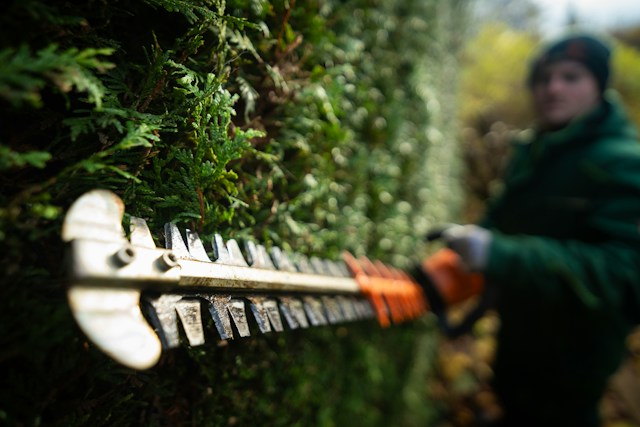 Gardener trimming a hedge with an electric hedge trimmer