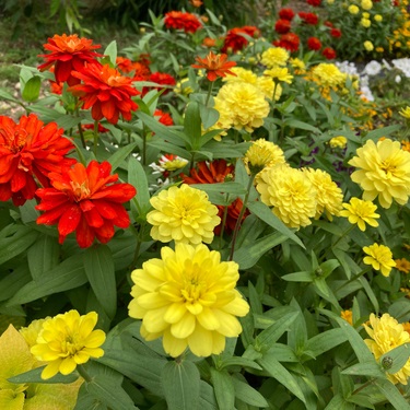 Buy your annuals from River-view Stone & Garden Center in Cos Cob