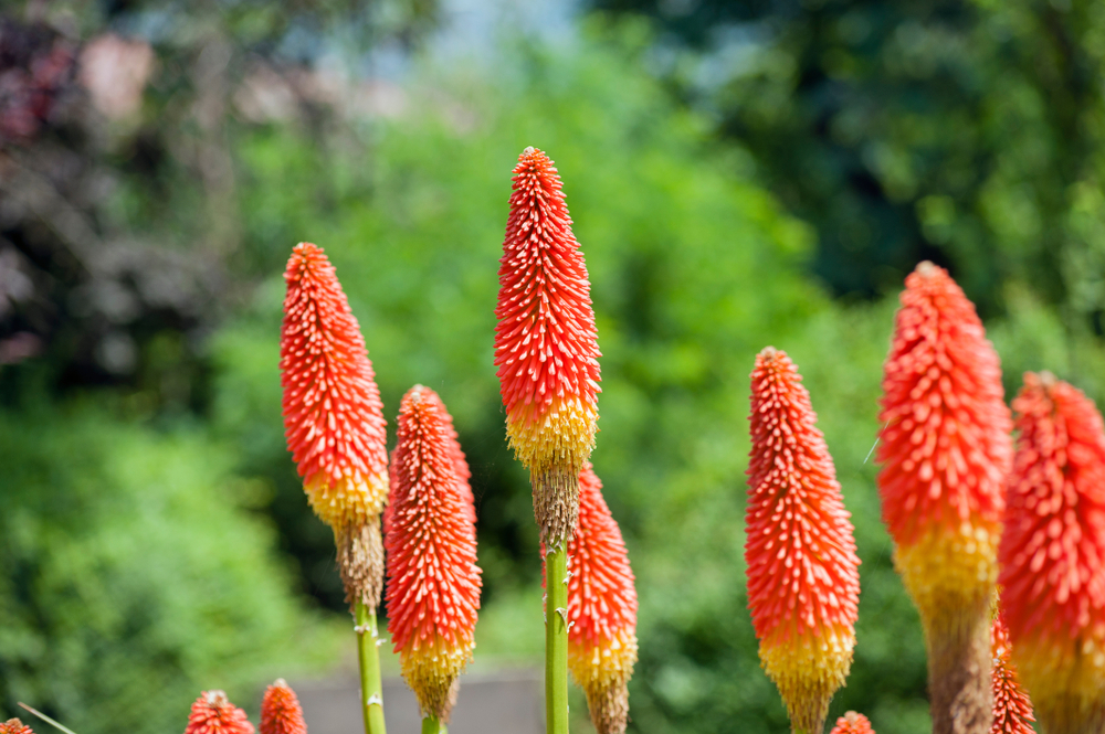 Kniphofia ''Vuurpijl''