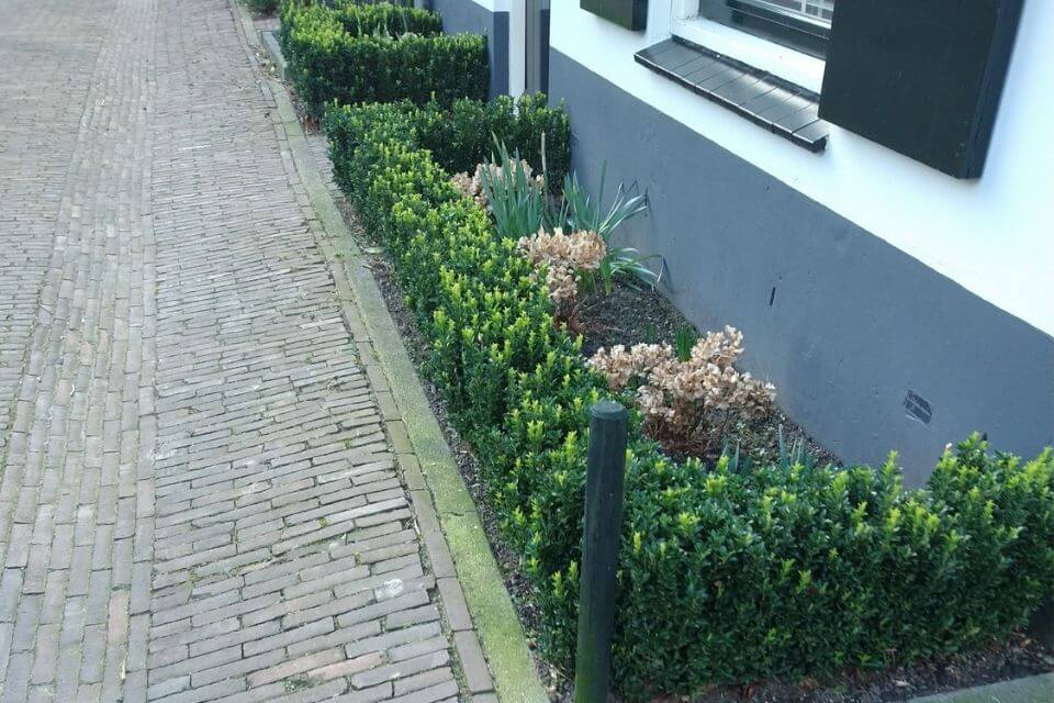 haag-van-euonymus-japonicus-green-spire