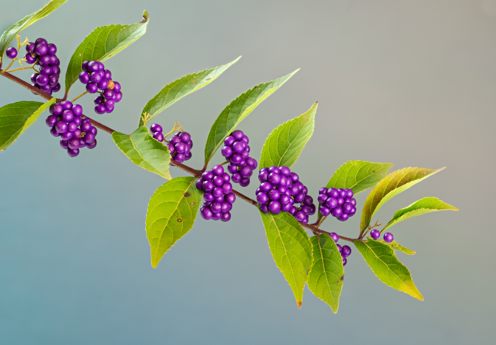 Callicarpa Herfst Bloem