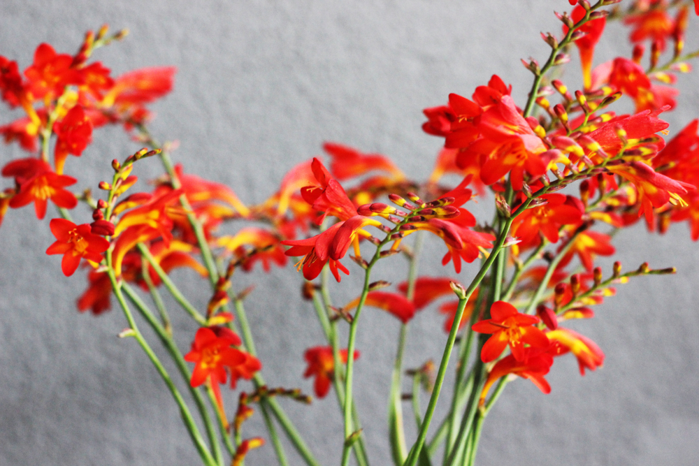 Crocosmia Herfst Bloemen