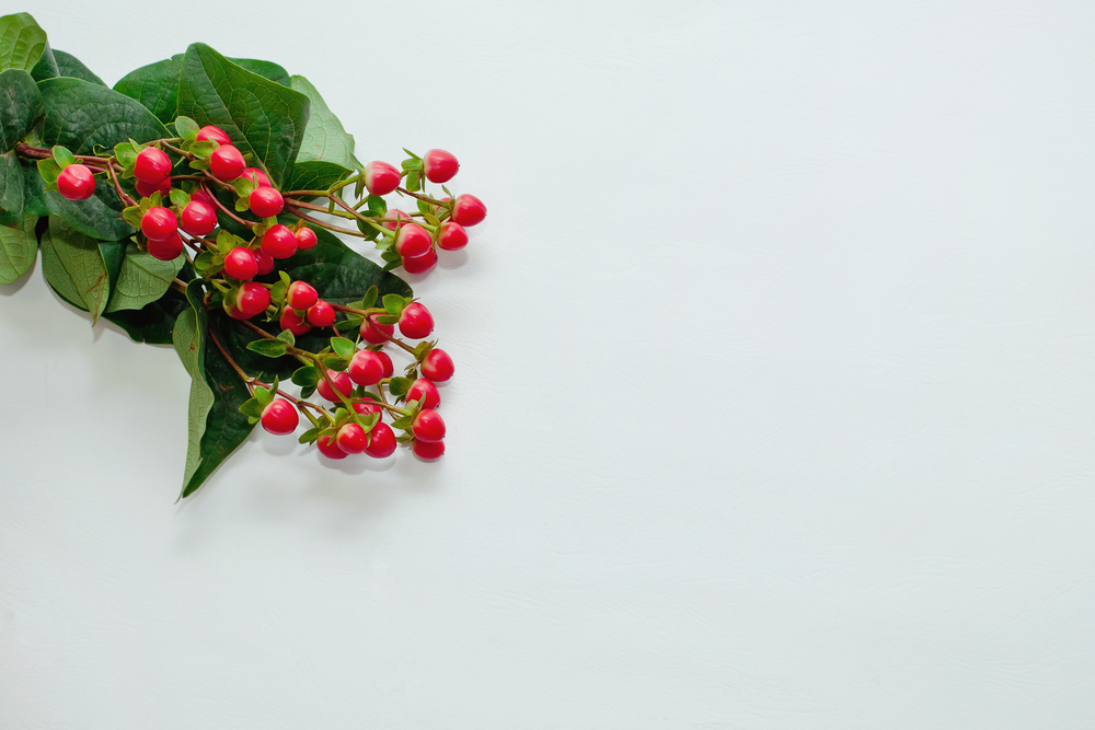 Hypericum Herfst Bloemen