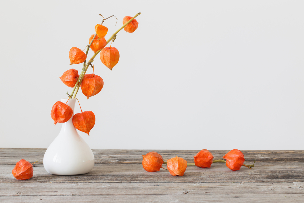 Physalis herfst bloem