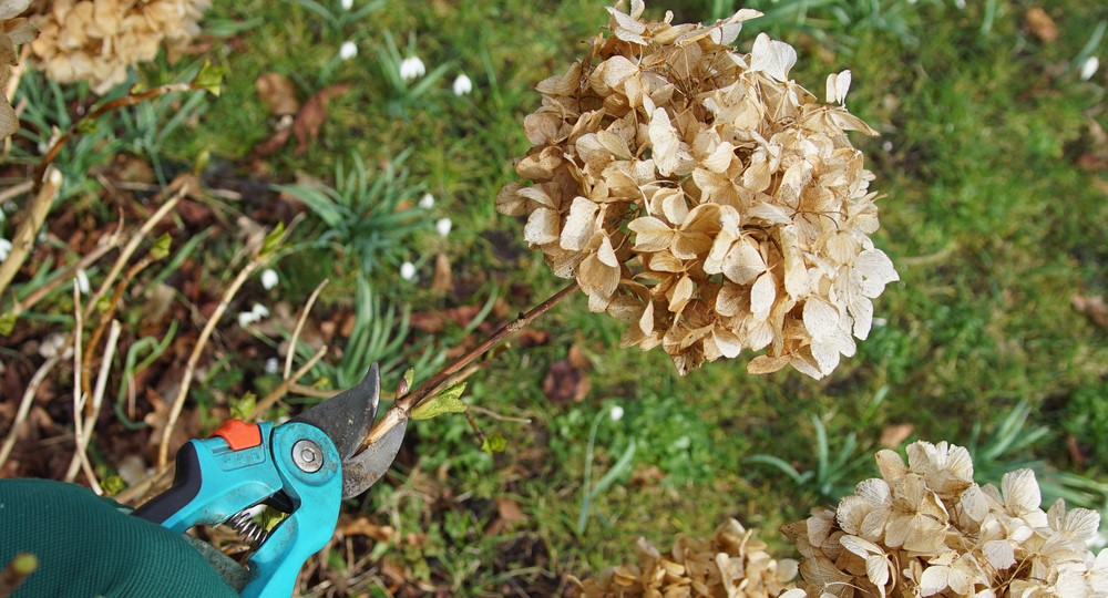 Wanneer dode bloemen uit hortensia knippen