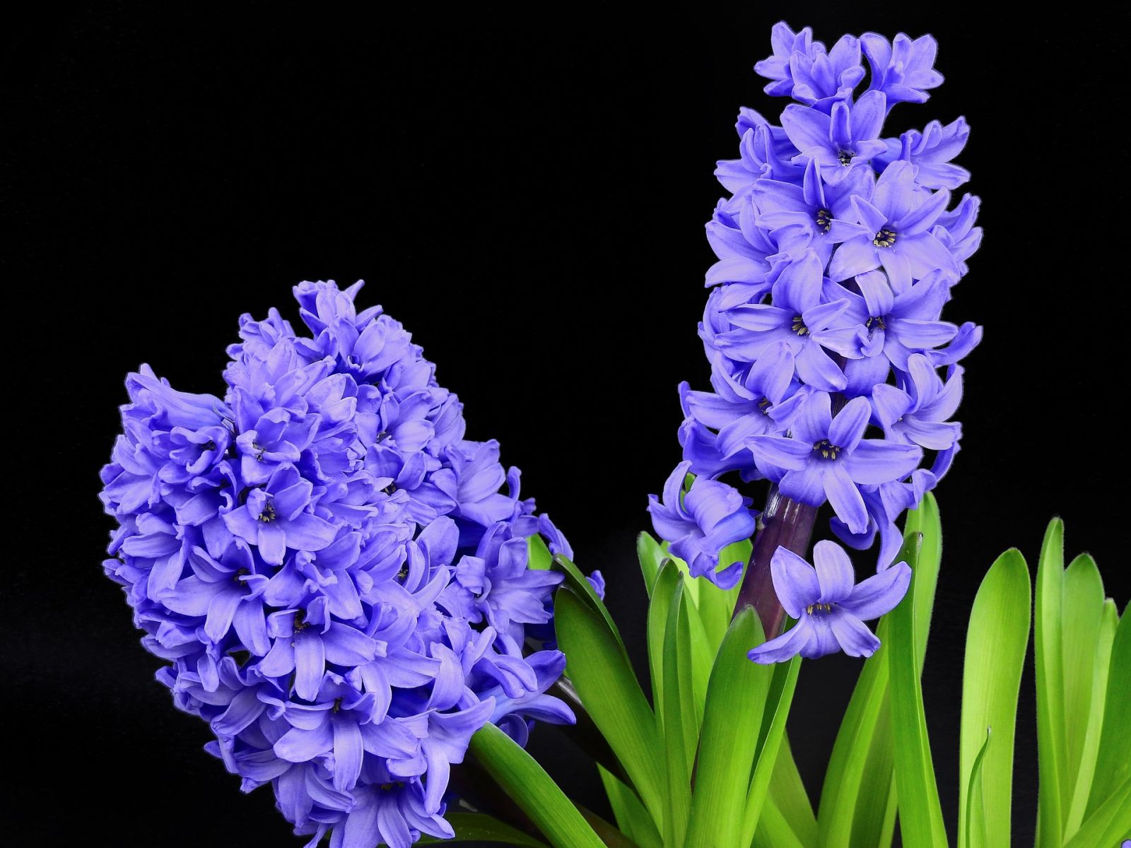 hyacinth