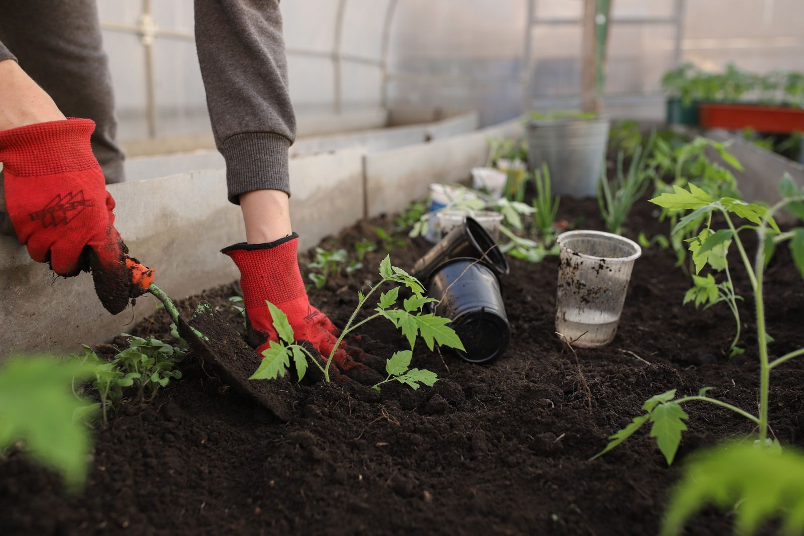 Someone gardening