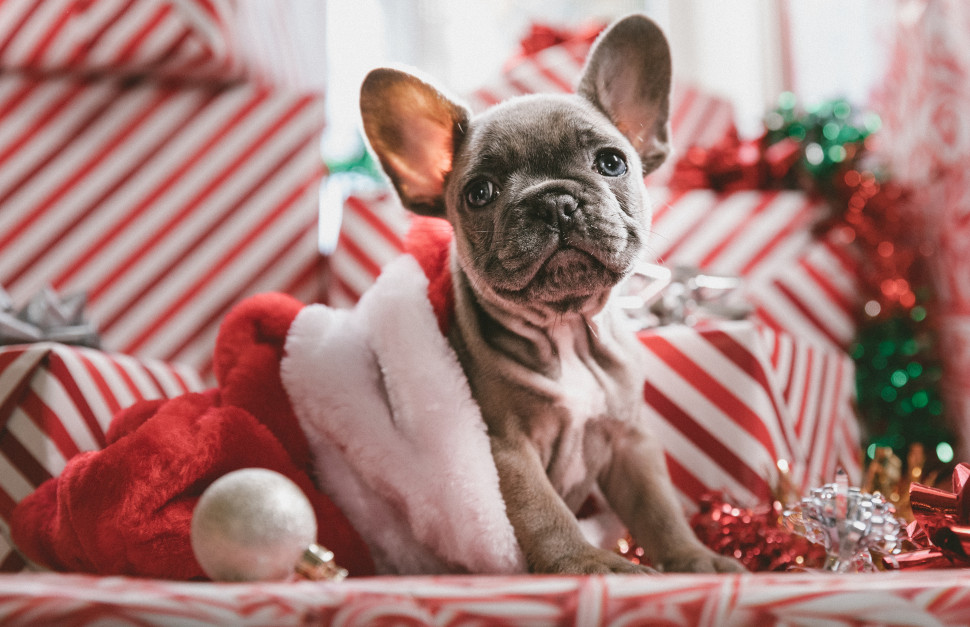 Kerstcadeaus en hond
