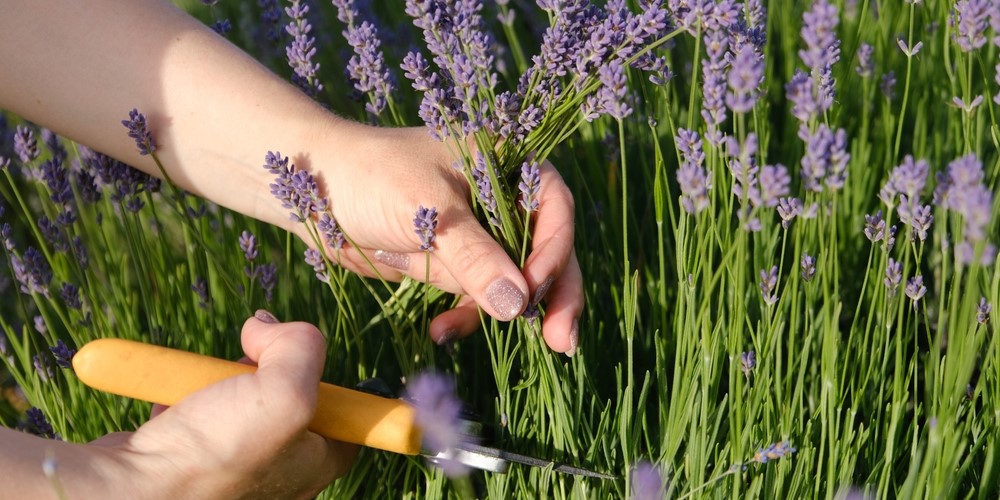 wanneer lavendel snoeien