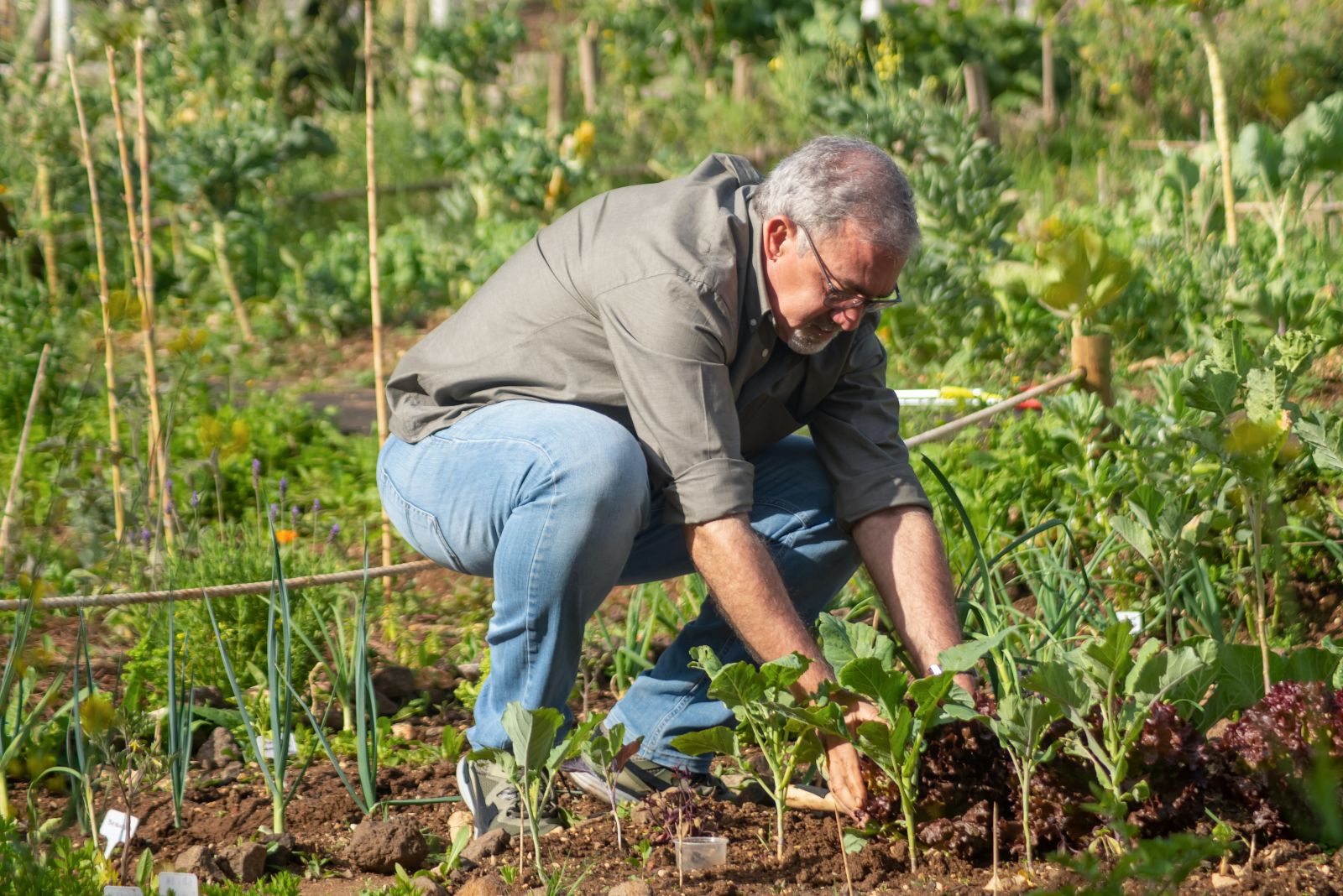 Man die in een moestuin tuiniert