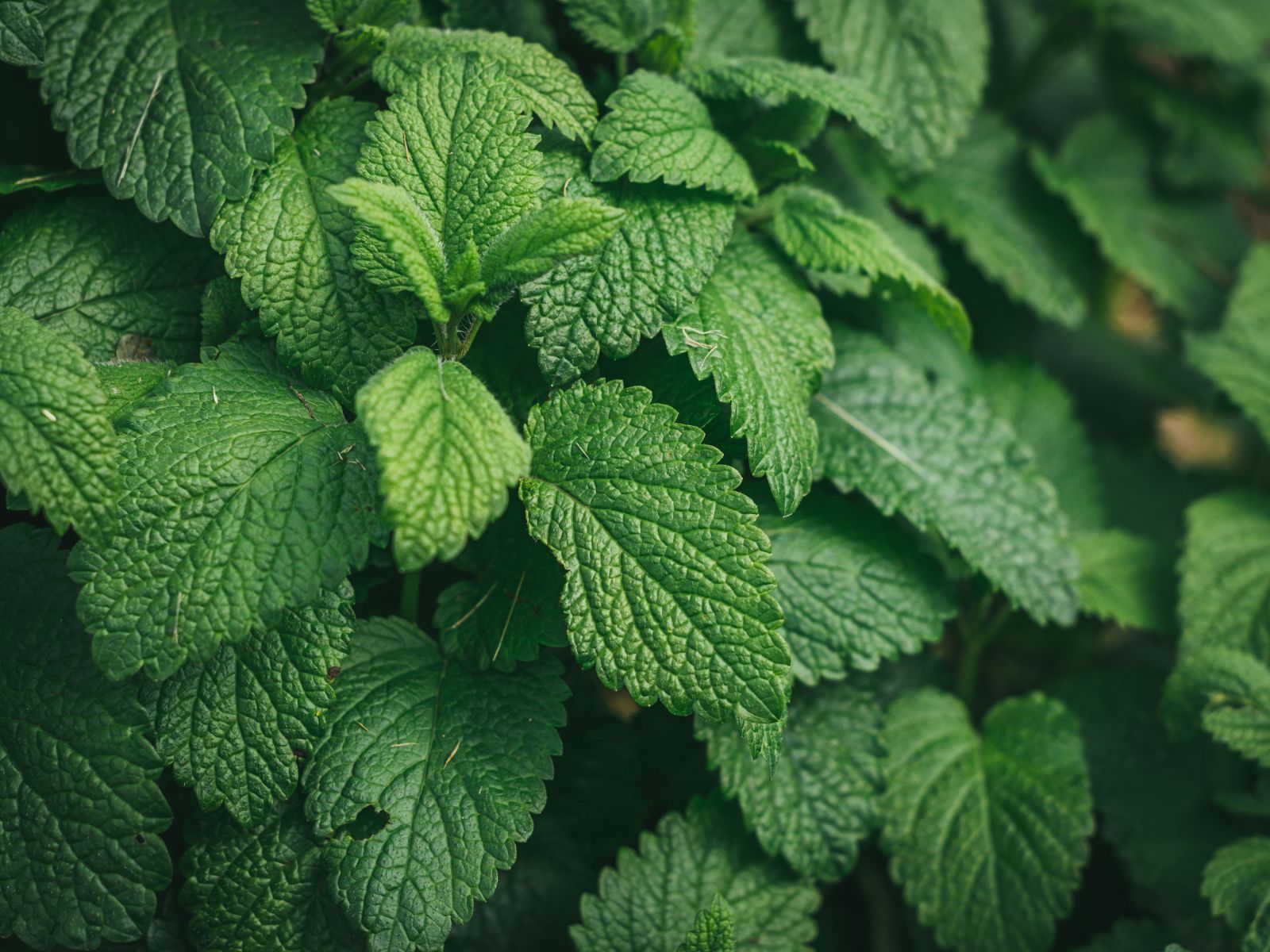 Mint-plant - Gardencenterguide.com