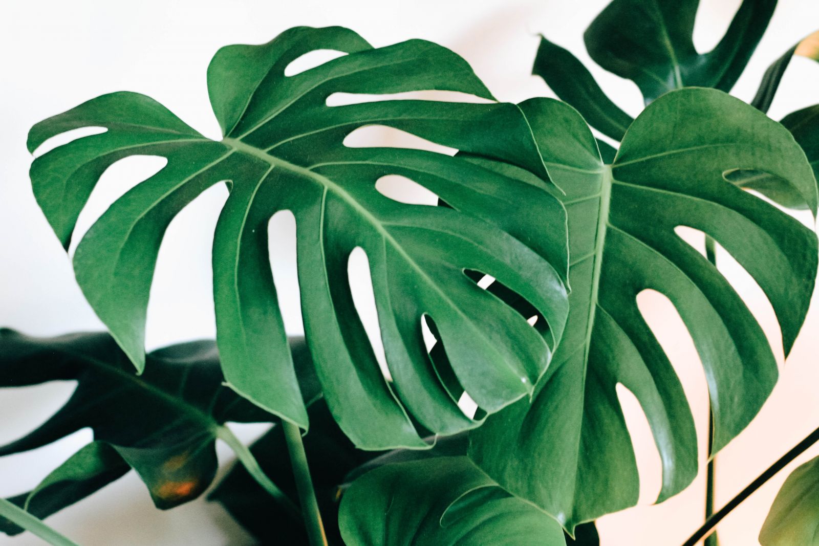 monstera-plant