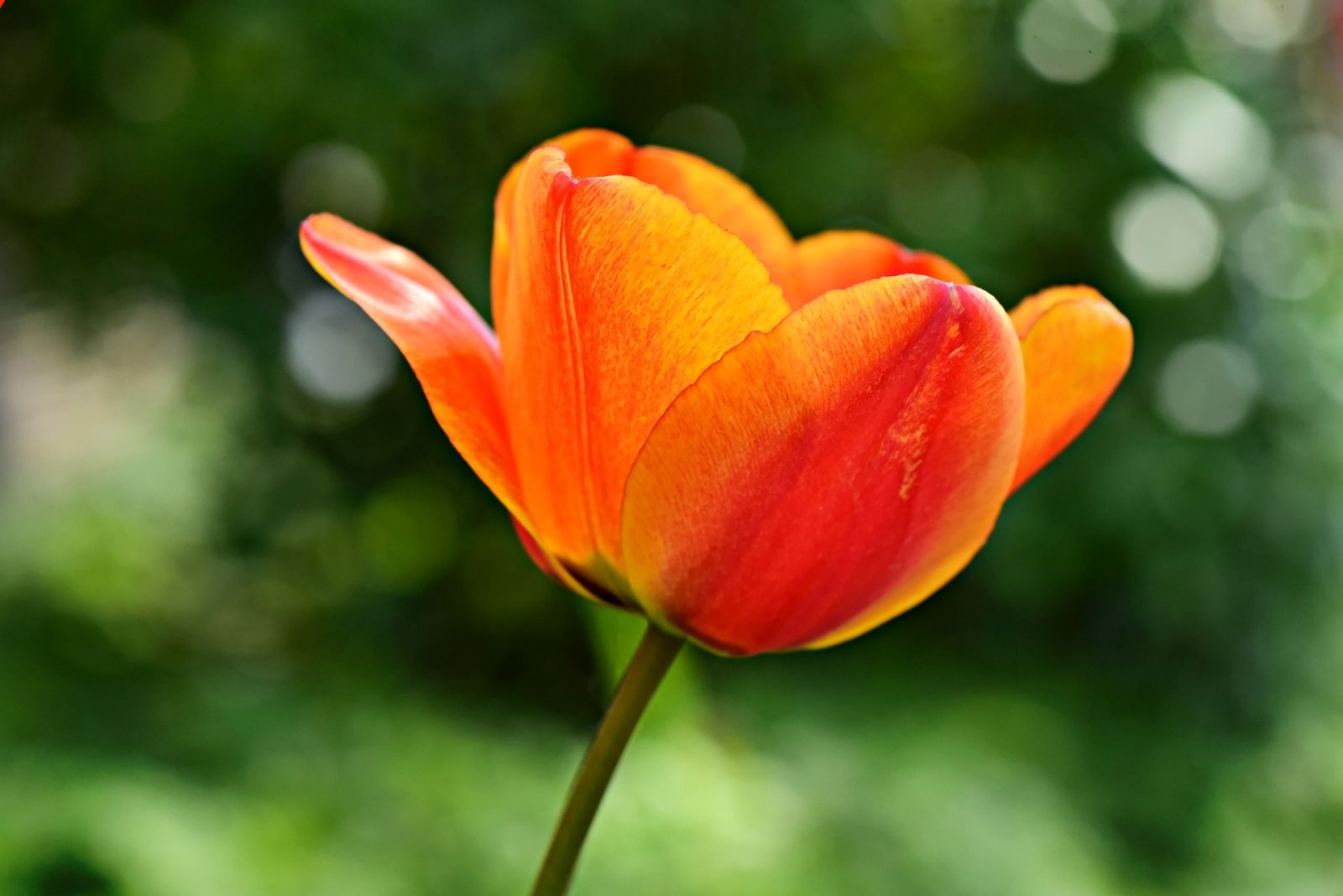 Orange Tulips