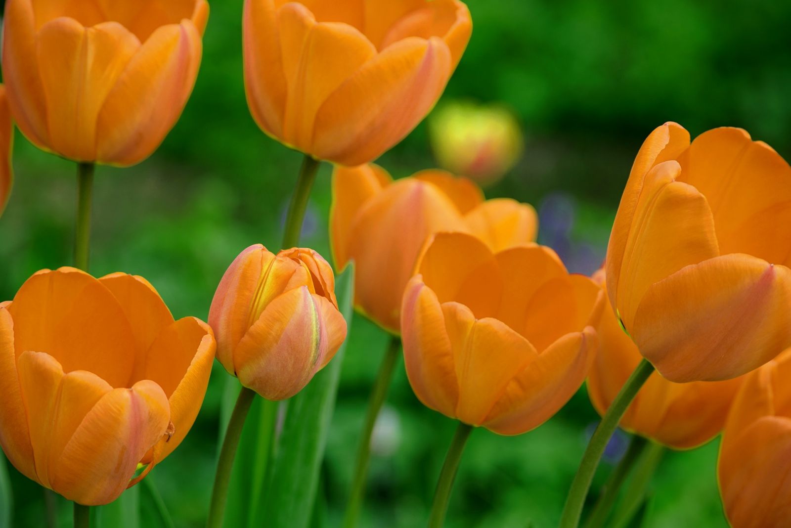 Orange Tulips