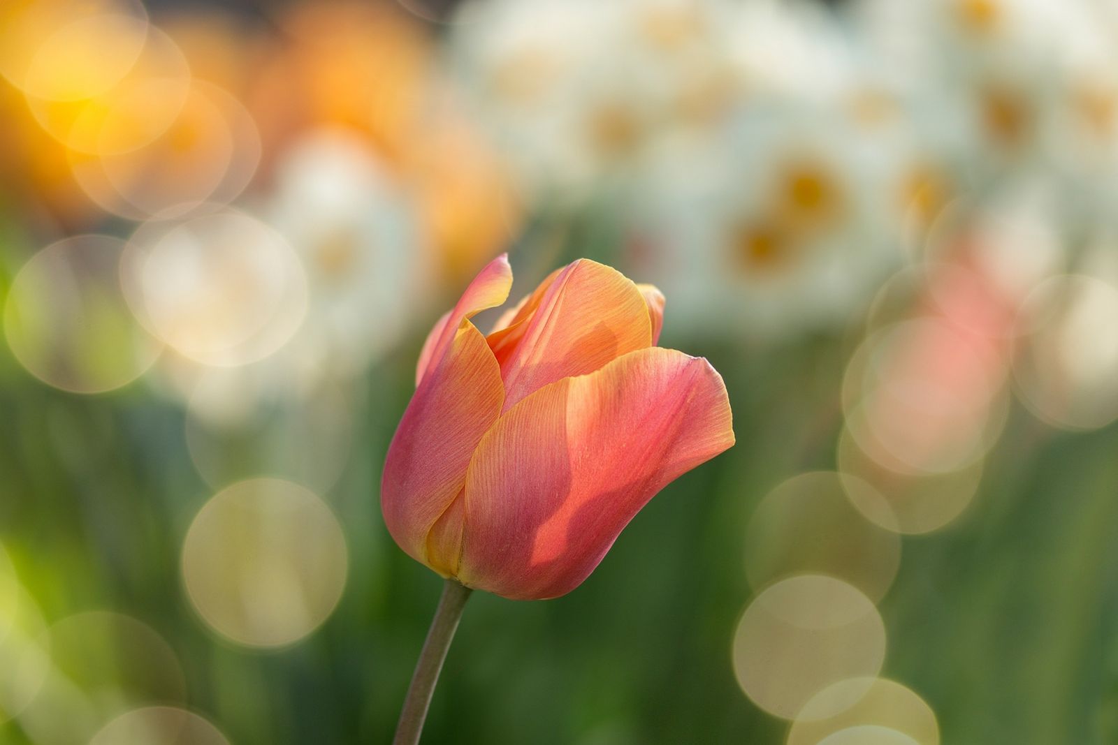 Oranje Tulp