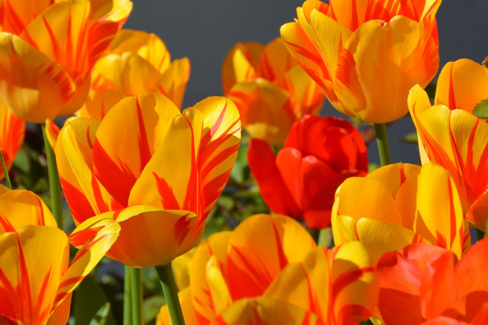 Oranje Tulpen