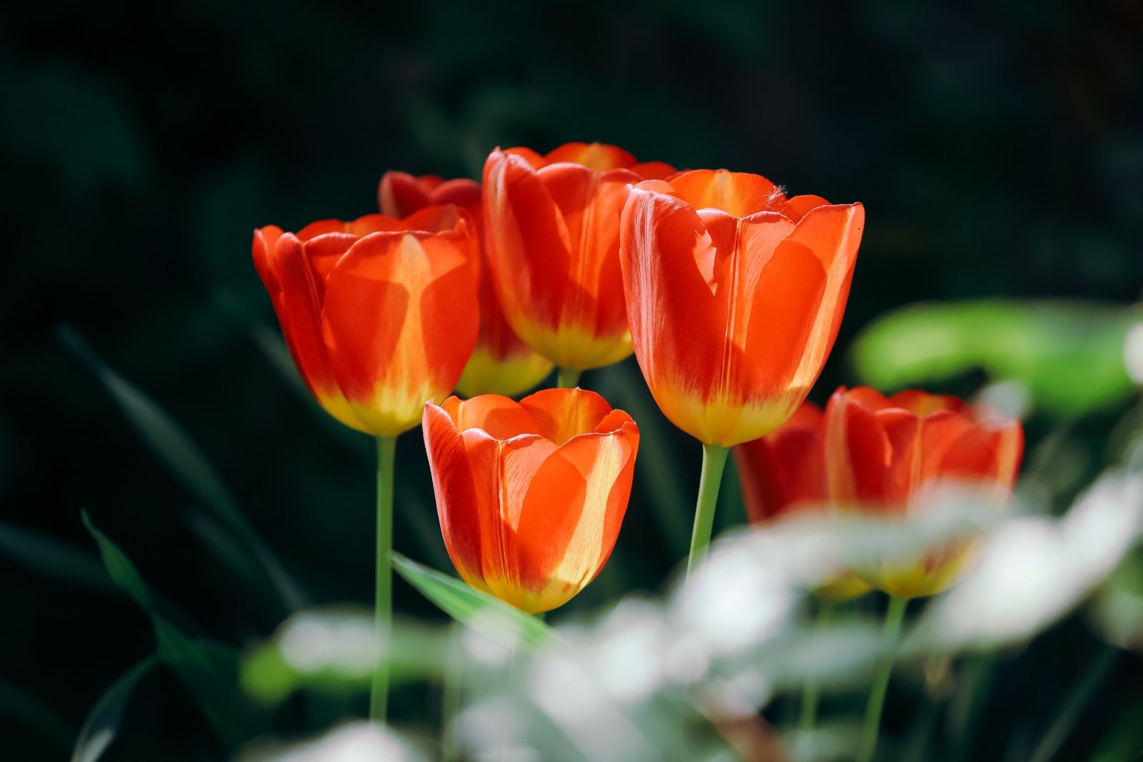 Orange Tulips