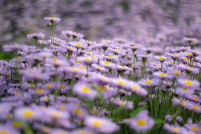 Paarse vaste planten