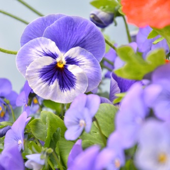 Annuals in Sherwood Park, the United States from Salisbury Greenhouses & Landscaping - Landscaping